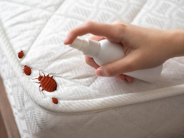 Best Affordable Pest Control Services  in Folkston, GA